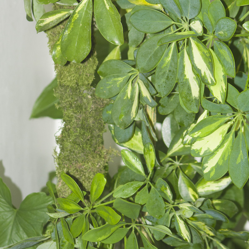 خزه جنگلی گلدان مدل کاشم وزن  50 گرم