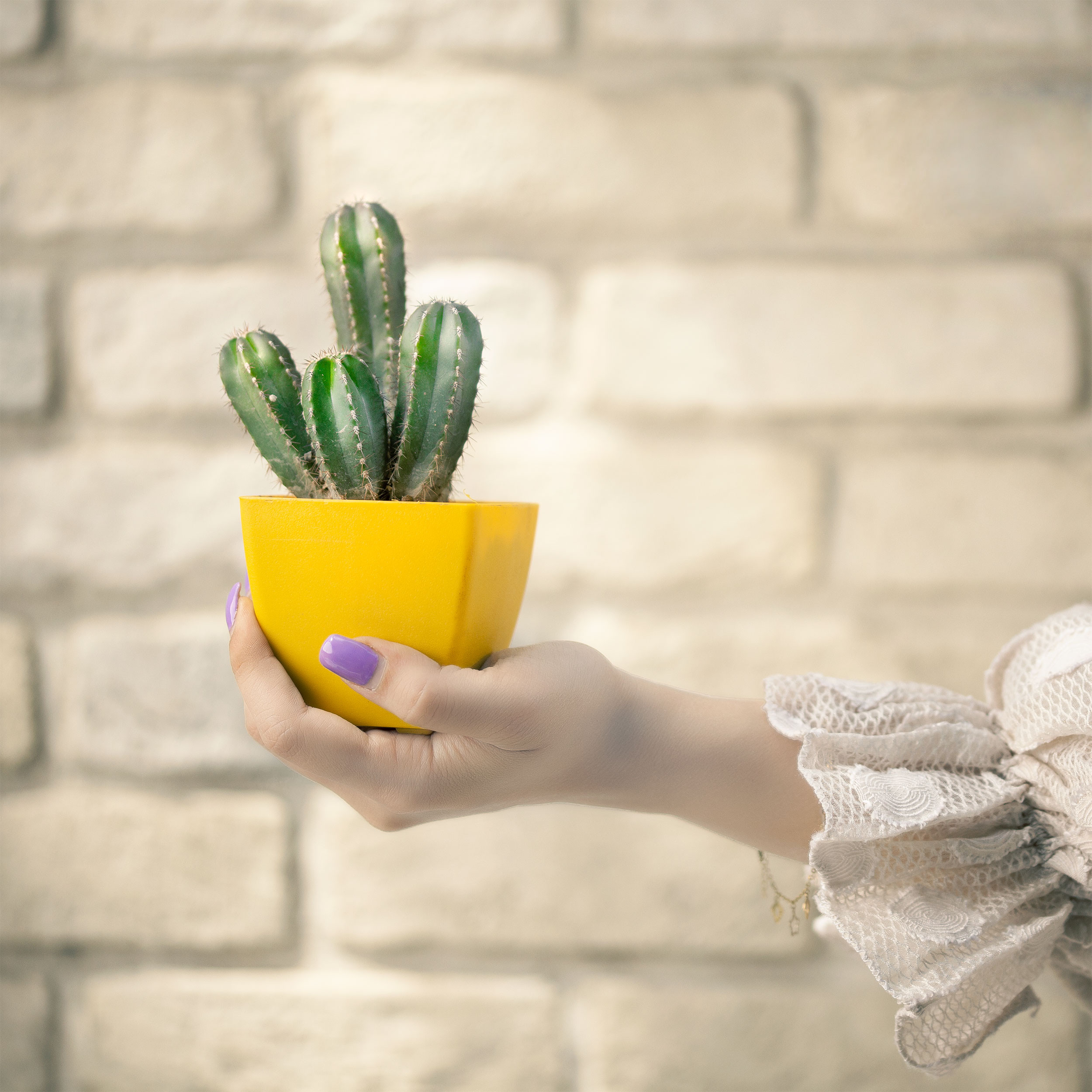 گلدان گل آذین مدل پلاستیکی مربع کد 08