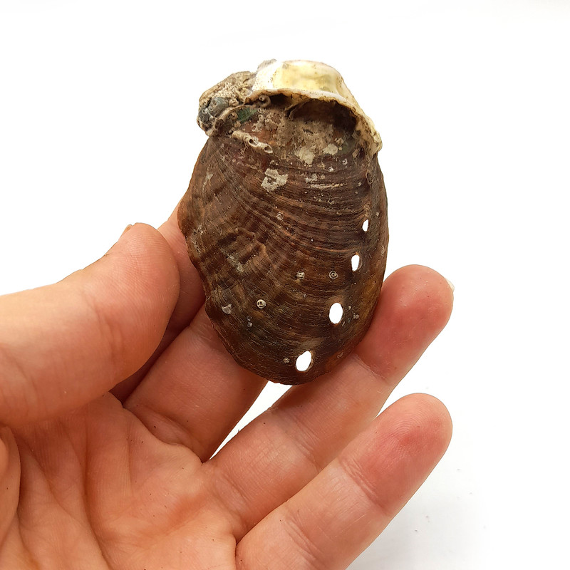 عود دستساز آلاکیک مدل تیتان