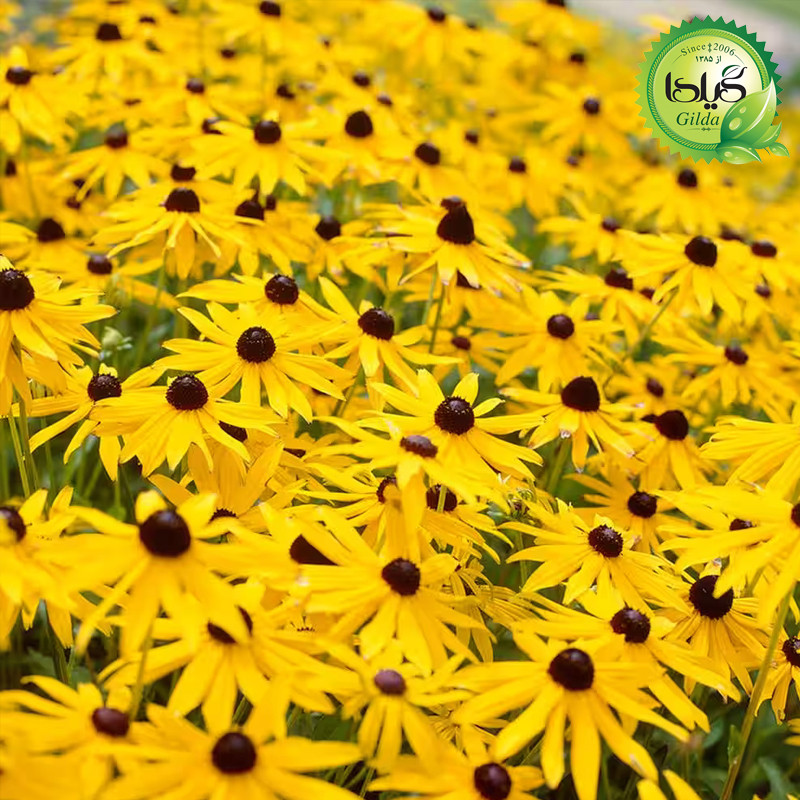 بذر کوکب کوهی گیلدا کد 863