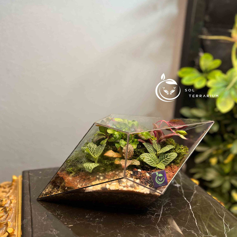 گیاه طبیعی تراریوم سل تراریوم مدل یاقوت