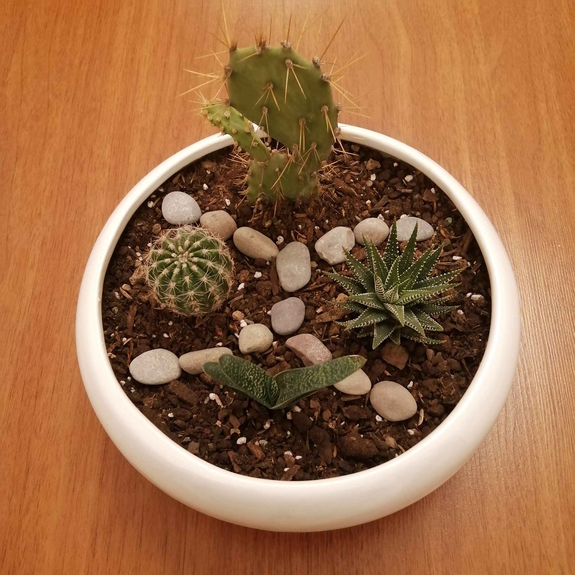 گیاه طبیعی کاکتوس کد pg_10 گیاه طبیعی کاکتوس کد pg_10