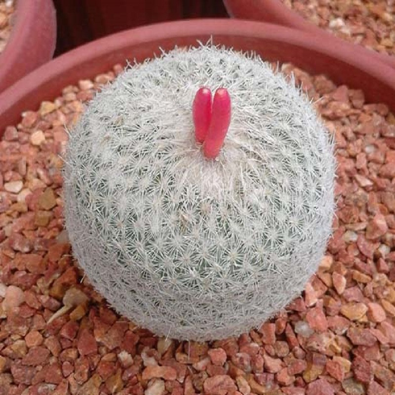 بذر کاکتوس اپیتلانتا جی پی سید مدل GP28642 بذر کاکتوس اپیتلانتا جی پی سید مدل GP28642