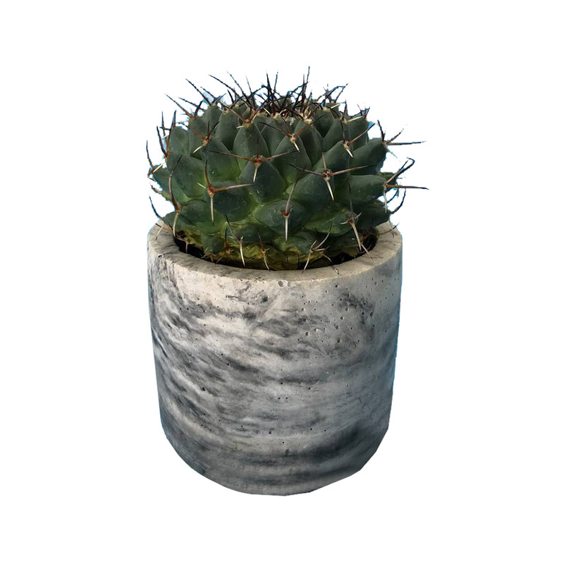 گیاه طبیعی کاکتوس مامیلاریا کمپرسا مدل GH