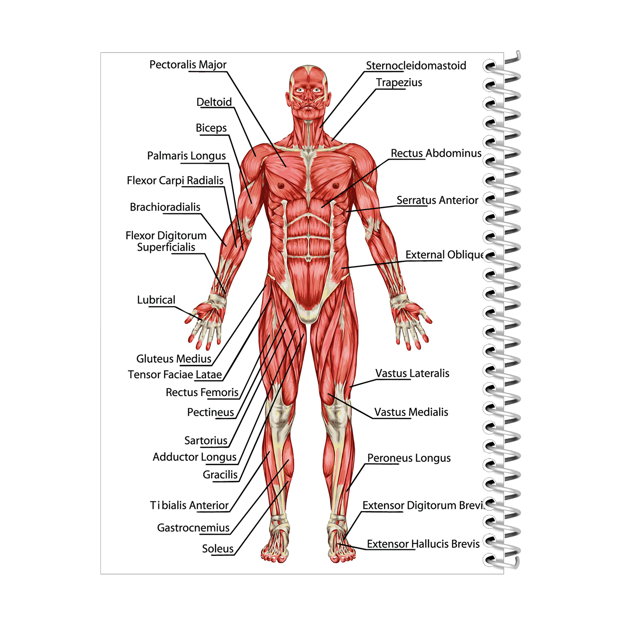 دفتر نقاشی 100 برگ مدل آناتومی بدن