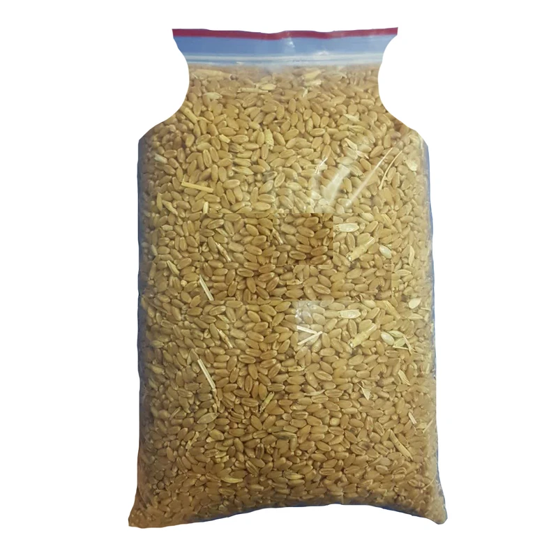 غذای پرندگان مدل گندم مرغی وزن 500 گرم