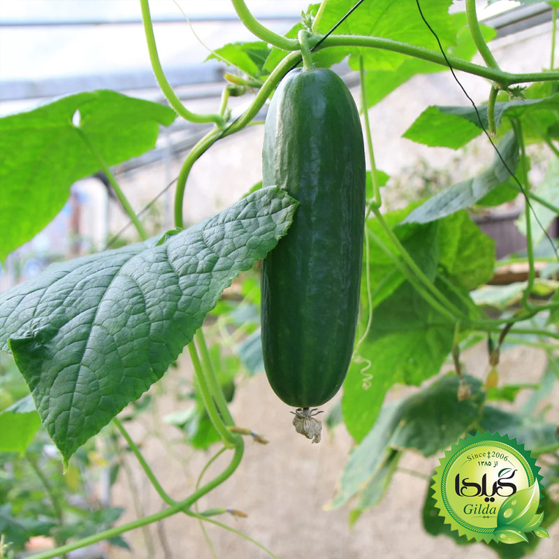 بذر خیار بوته ای گیلدا کد 638