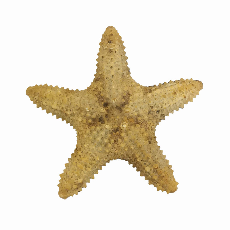 ستاره دریایی تزیینی مدل bs17