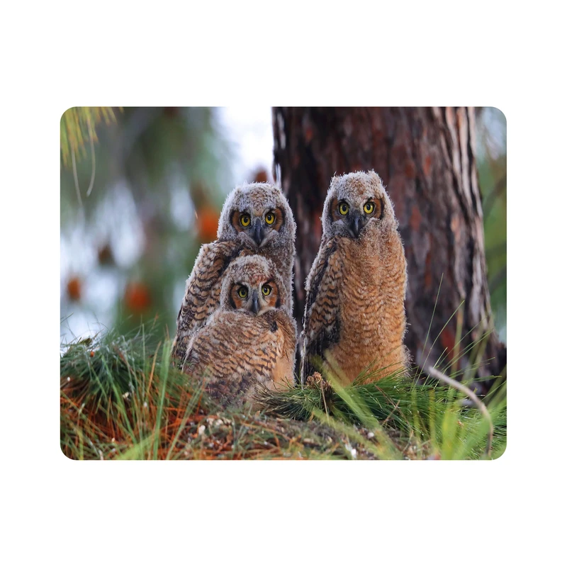 ماوس پد اطلس آبی طرح پرنده جغد مدل T7824