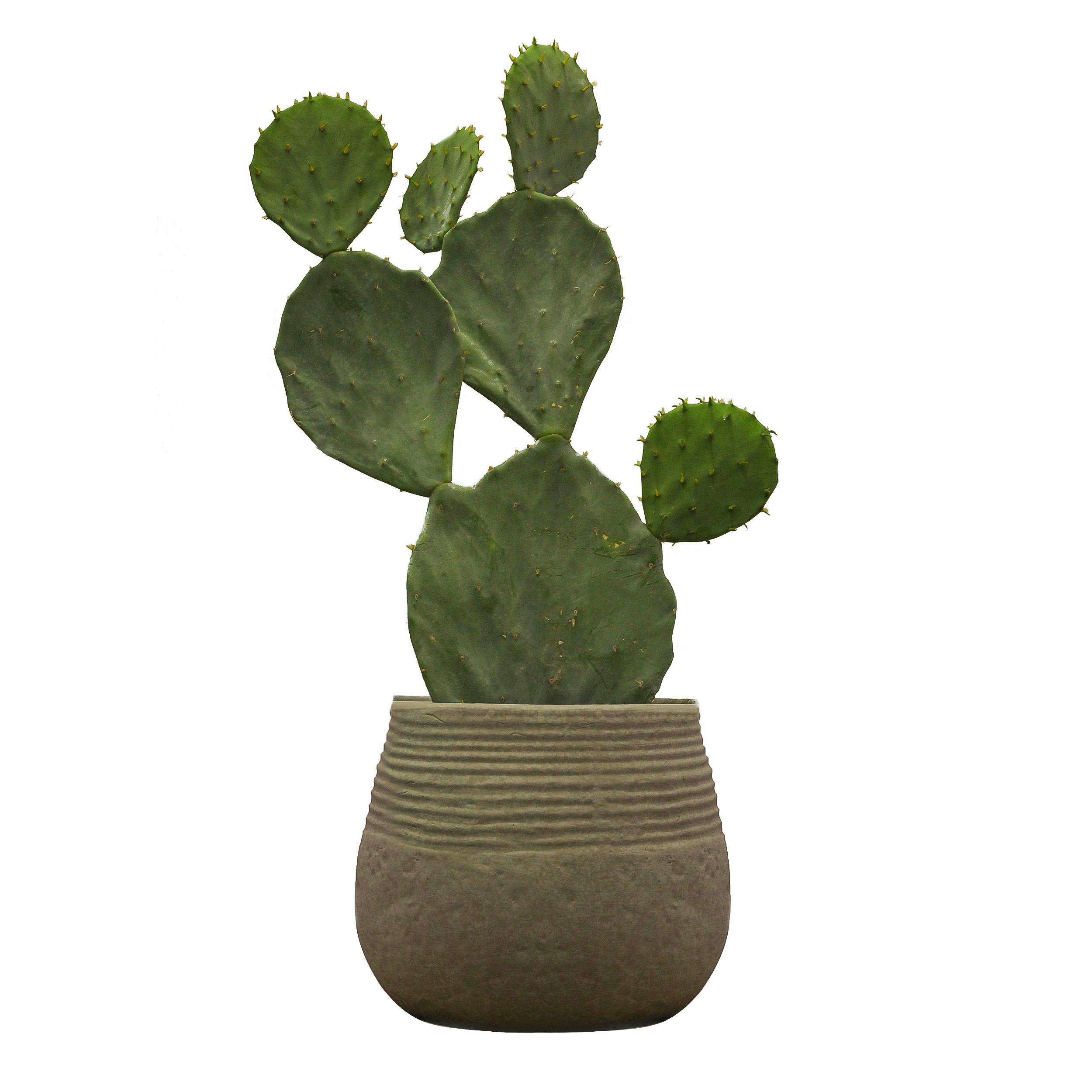 گیاه طبیعی کاکتوس اپونتیا کد C_001 گیاه طبیعی کاکتوس اپونتیا کد C_001