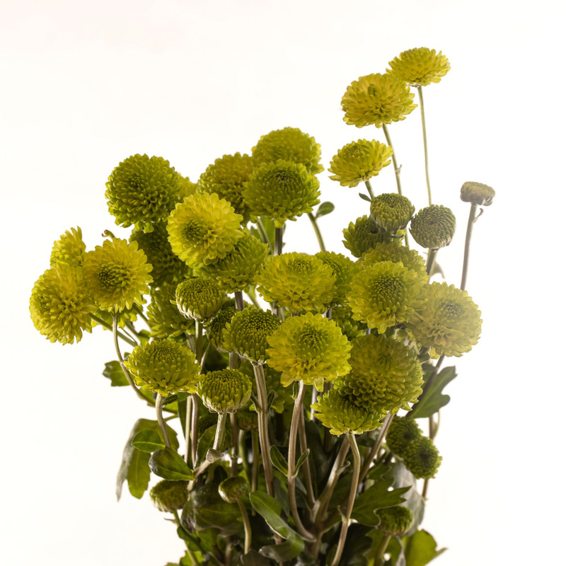 دسته گل داودی سبز هیمان کد 1105