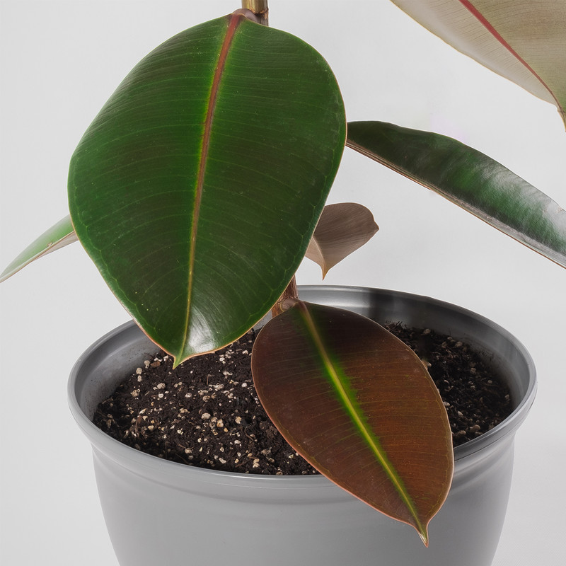 گیاه طبیعی فیکوس الاستیکا مدل P-17 گیاه طبیعی فیکوس الاستیکا مدل P-17