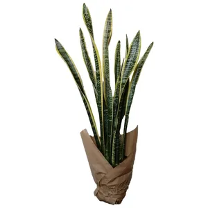 گیاه طبیعی سانسوریا ابلق کد zz01