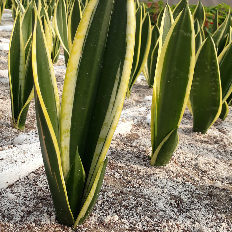 گیاه طبیعی سانسوریا کرواتی متالیک کد 01