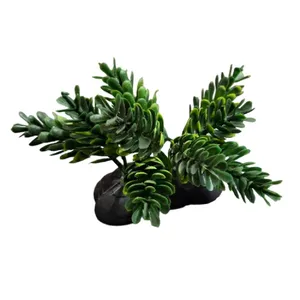 درختچه تزیینی آکواریوم مدل کاج کد 51