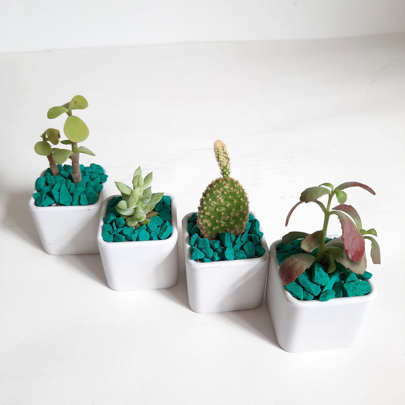 گیاه طبیعی ساکولنت و کاکتوس مجموعه 4 عددی