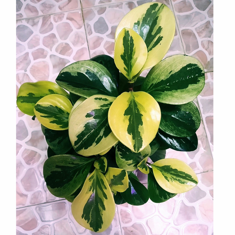 گیاه طبیعی قاشقی مدل C-37