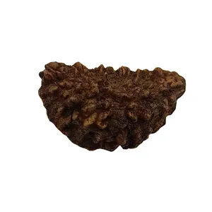 مهره رودراکشا مدل 1 موکی2