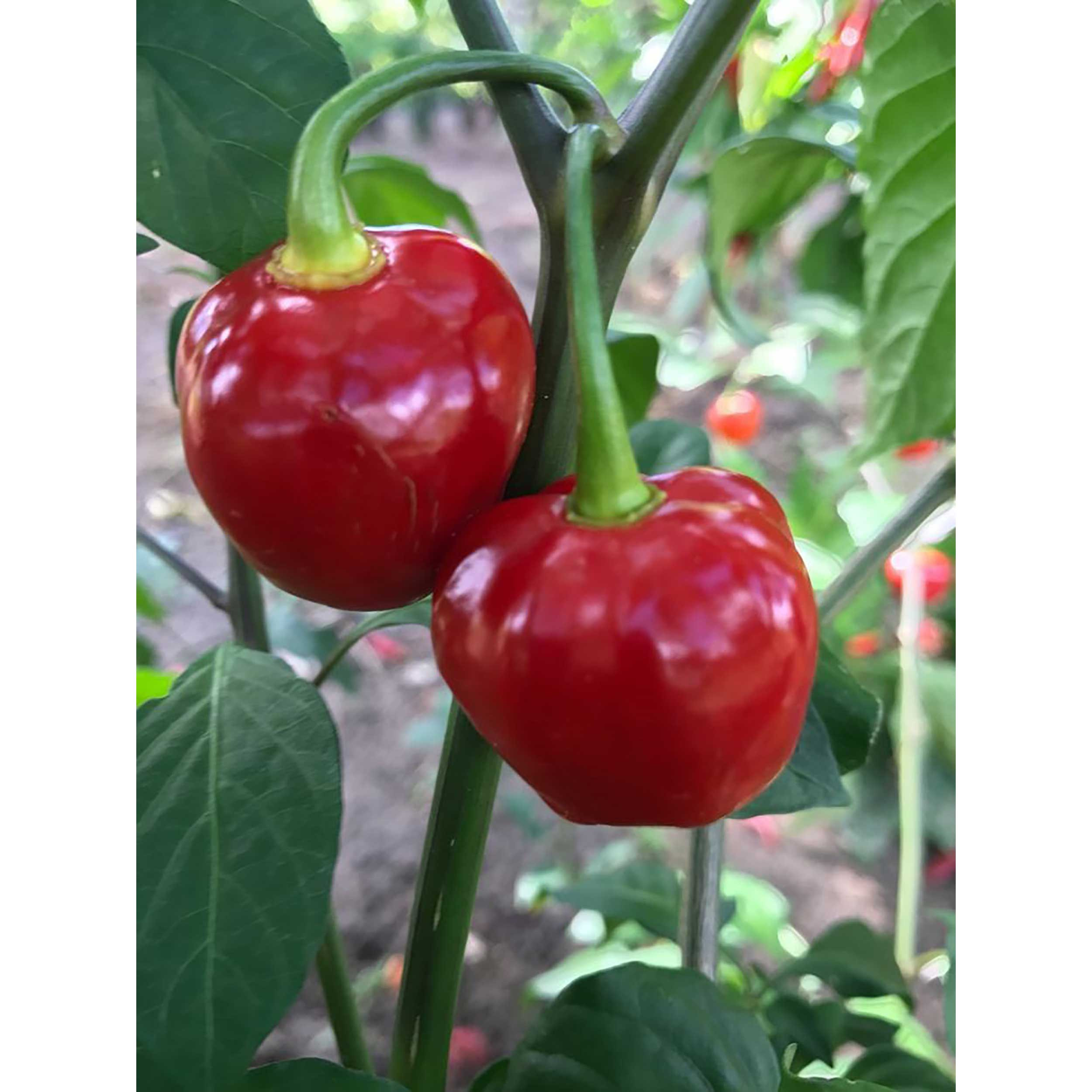 بذر فلفل چری گیلاسی تند فصل سبز کد FSSEED-045