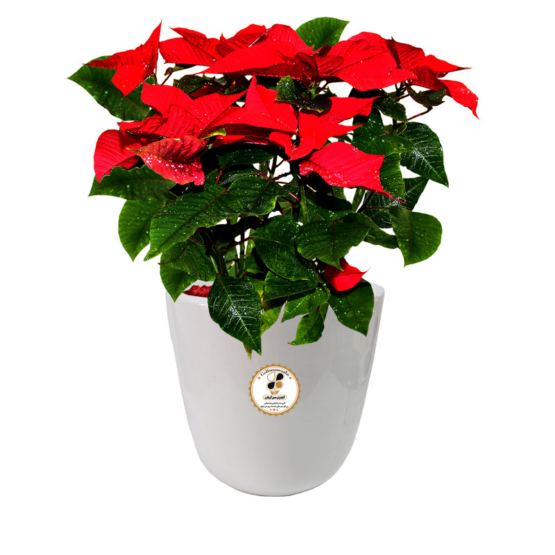 گیاه طبیعی بنت قنسول شرکت گلباران سبز گیلان مدل GN12-23L