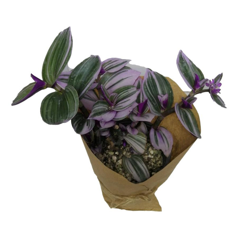 گیاه طبیعی برگ بیدی صورتی کد ss01