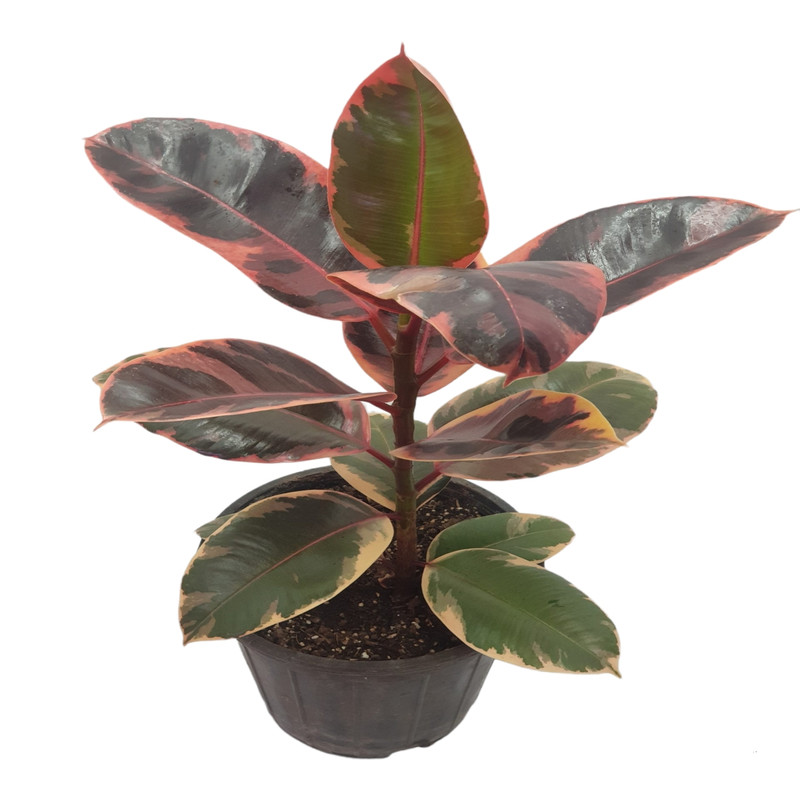 گیاه طبیعی فیکوس الاستیکا مدل 01 گیاه طبیعی فیکوس الاستیکا مدل 01