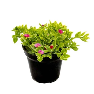 گل طبیعی ناز مدل ams01