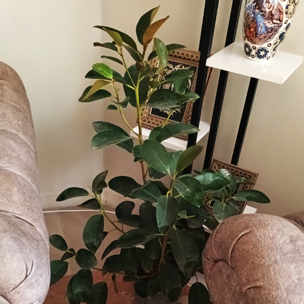 گل طبیعی فیکوس جنگلی تافکو کد 2030