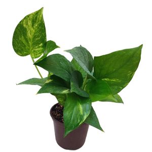 نقد و بررسی گیاه طبیعی پتوس سبز مدل 012 توسط خریداران