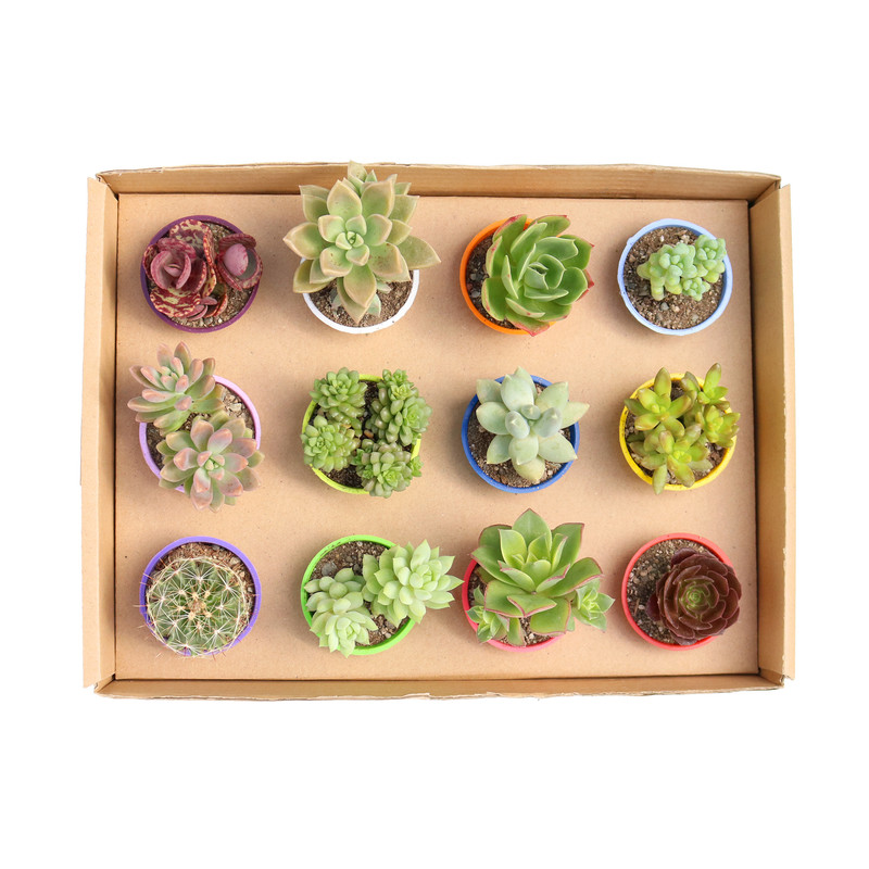 گیاه طبیعی کاکتوس و ساکولنت آیدین کاکتوس کد CB-029 مجموعه 12 عددی