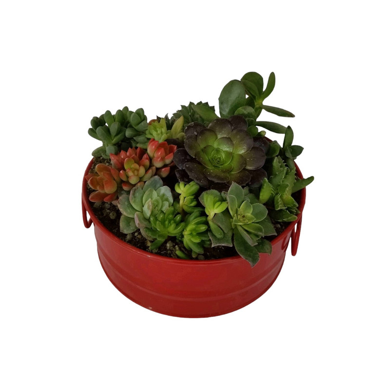 گیاه طبیعی دیش گاردن ساکولنت کد 02