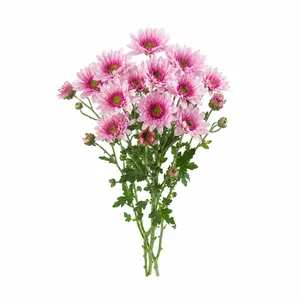 شاخه گل داودی طبیعی مدل مینیاتوری کد gh11 بسته 10 عددی