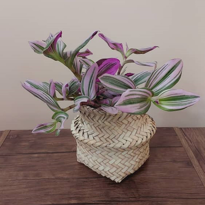 گیاه طبیعی برگ بیدی صورتی کد 01