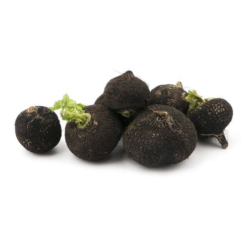 ترب سیاه fresh وزن 1000 گرم