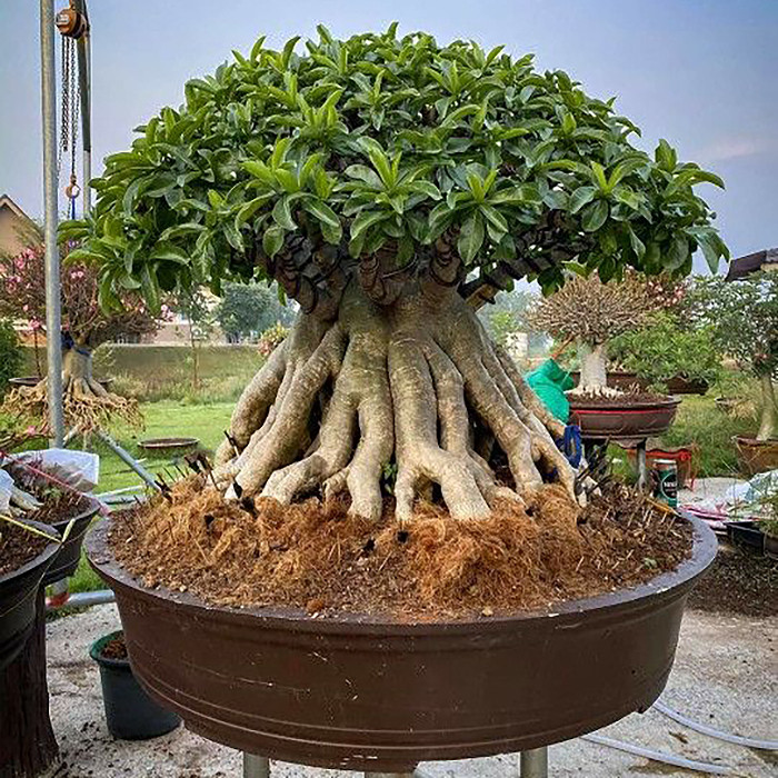 بذر بنسای آدنیوم عربیکوم سانیا سید مدل 10