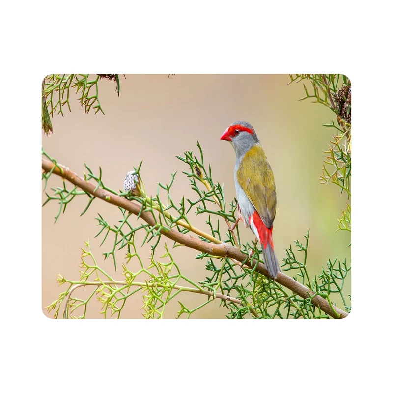 ماوس پد اطلس آبی طرح پرنده و گنجشک  مدل T7982