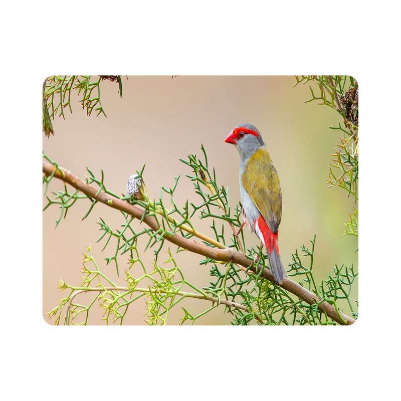 ماوس پد اطلس آبی طرح پرنده و گنجشک  مدل T7982