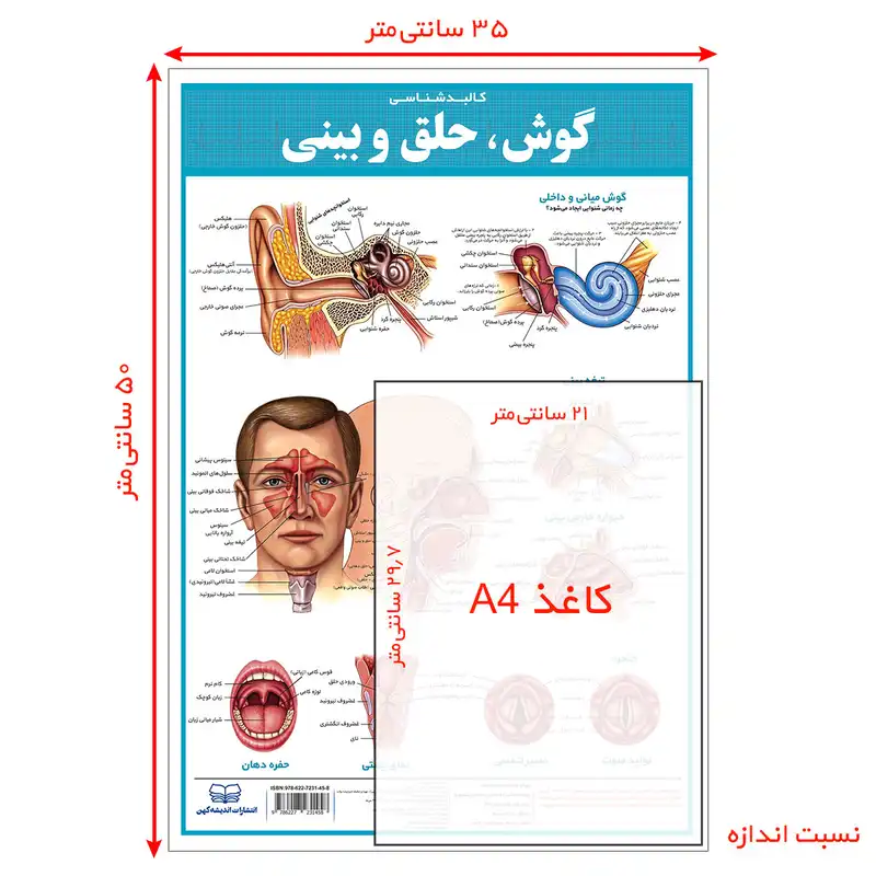 پوستر آموزشی انتشارات اندیشه کهن مدل کالبدشناسی دستگاه گوارش و گوش، حلق و بینی مجموعه 2 عددی