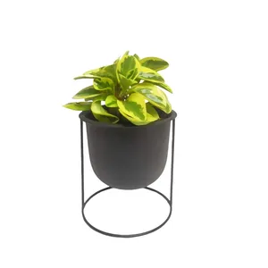 گیاه طبیعی پپرومیا قاشقی ابلق کد 20