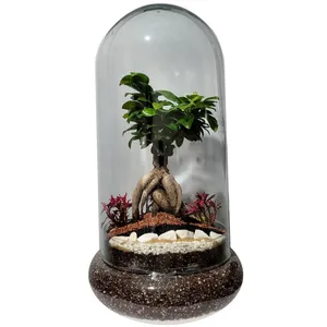 بونسای فیکوس رتوزا تراریوم ترارتوس کد ۰۵