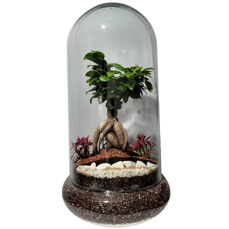 بونسای فیکوس رتوزا تراریوم ترارتوس کد ۰۵