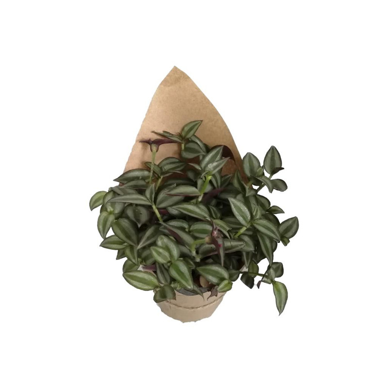 گیاه طبیعی برگ بیدی کد gs08