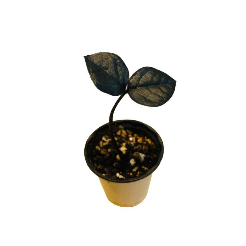 گیاه طبیعی زاموفیلیا بلک مدل sh-2021