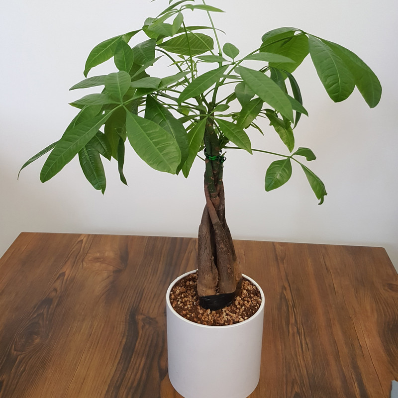 گیاه طبیعی پاچیرا مدل تزئینی بافت