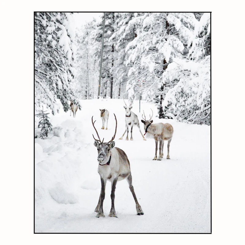 پوستر مدل  پاره‌گاز در دشت برفی  