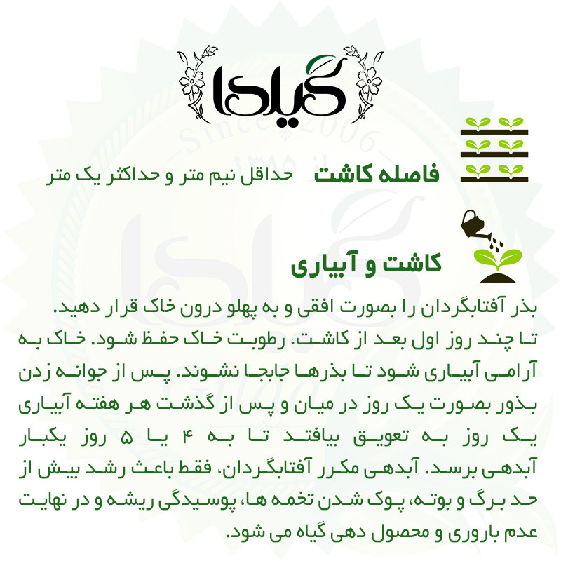 بذر آفتابگردان زینتی گیلدا کد 831