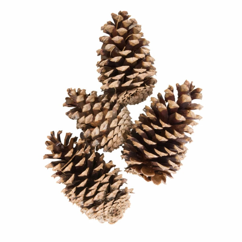 میوه تزیینی مدل کاج اناناسی مجموعه ۴ عددی