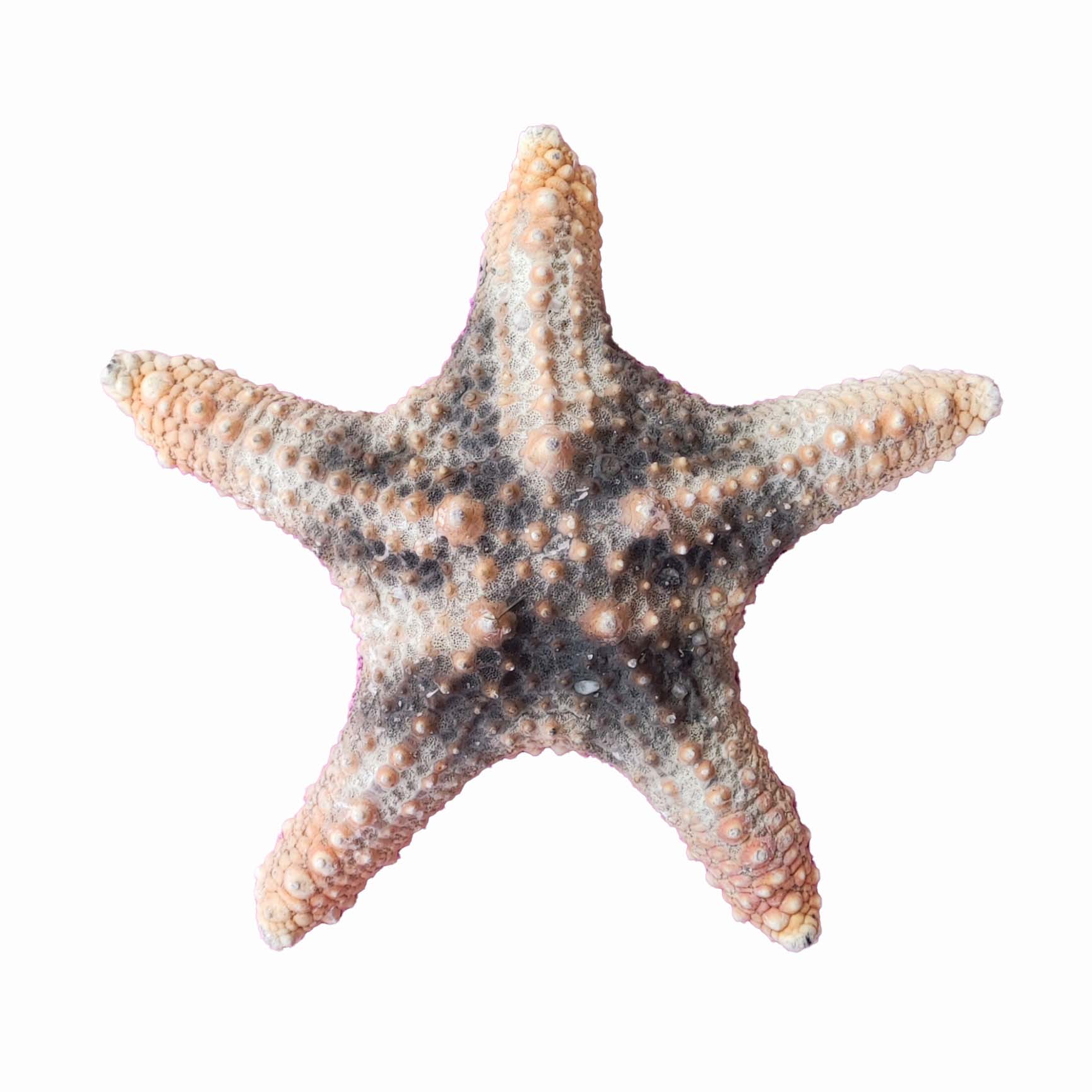 ستاره دریایی تزیینی مدل v22