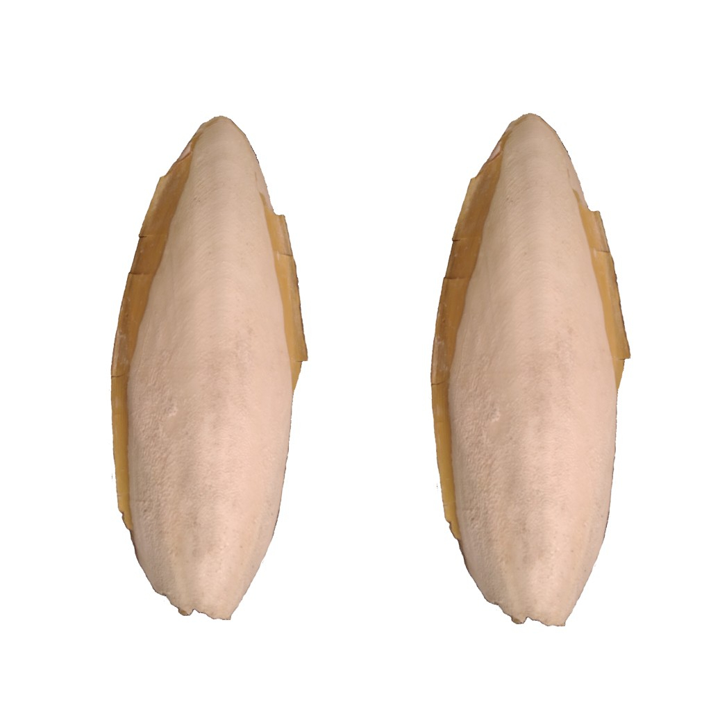 کف دریا کد G 105 وزن ۱۰۵ گرم مجموعه ۲ عددی