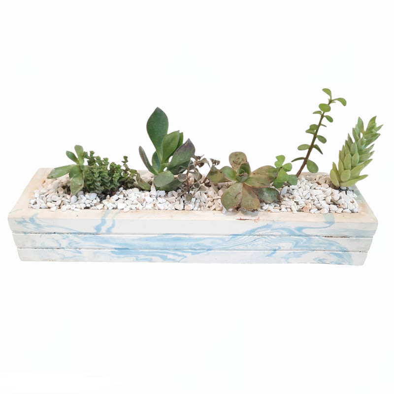 گیاه طبیعی ساکولنت مدل دیش گاردن کد 22